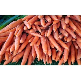 Carotte Hyb. Flyaway 