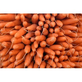 Carotte Hyb. Flyaway  2