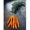 Carotte Hyb. Flyaway 