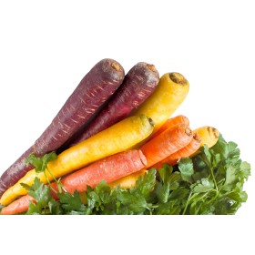 Carotte Hyb. Rainbow (mélange de couleurs) 