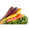 Carotte Hyb. Rainbow (mélange de couleurs) 