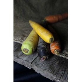 Carotte Hyb. Rainbow (mélange de couleurs)  2