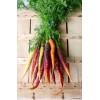 Carotte Hyb. Rainbow (mélange de couleurs) 