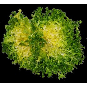 Chicorée frisée de Ruffec 