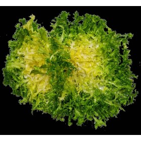 Chicorée frisée grosse pommant seule 