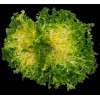 Chicorée frisée grosse pommant seule 