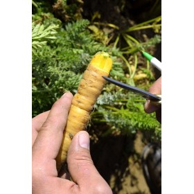 Graines de Chicorée scarole grosse bouclée | Graines de Style 2