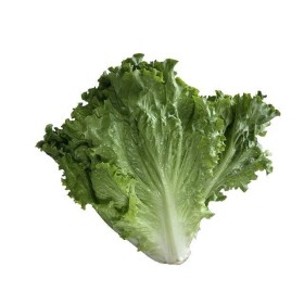 Chicorée scarole en cornet de Bordeaux 