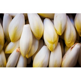 Chicorée Witloof  Hyb. Zoom 