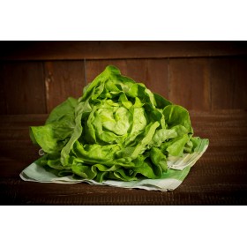 Chicorée Witloof  Hyb. Zoom  2