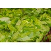 Chicorée Witloof  Hyb. Zoom 