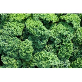Chou frisé vert 1/2 nain  2