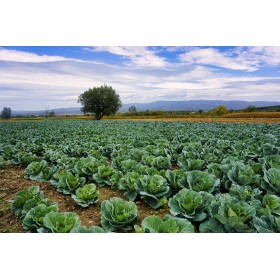 Chou Cabus Hyb. Consul  2