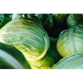 Chou Cabus Marché de Copenhague 