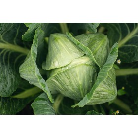 Chou Cabus Marché de Copenhague  2