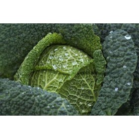 Chou de Milan gros des Vertus  2