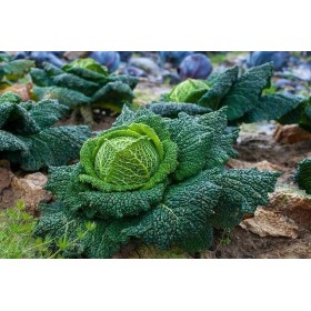 Chou Milan Hyb. Capriccio  