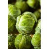 Chou de Bruxelles Hyb. Igor 