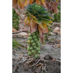 Chou de Bruxelles de Rosny  2