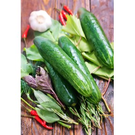 Concombre Hyb. Breso  2