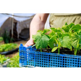 Concombre le généreux  2