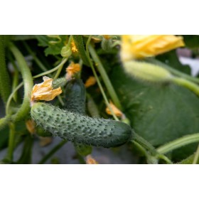 Cornichon fin de Meaux  2