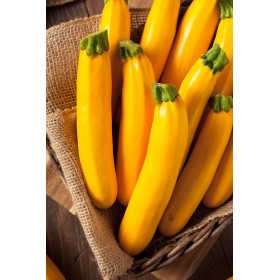 Courgette Hyb. Lingodor  2