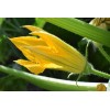 Courgette Hyb. Profusion 
