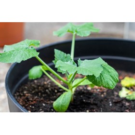 Courgette pâtisson orange  2