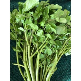 Cresson vivace des jardins