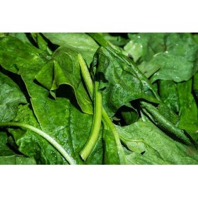 Epinard Matador foncé  2