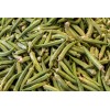 Gombo okra 