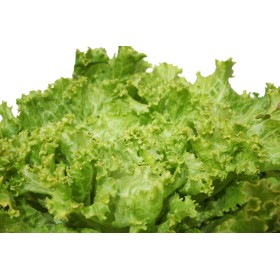 Laitue à couper Lollo Bionda 