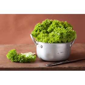 Laitue à couper Lollo Bionda  2