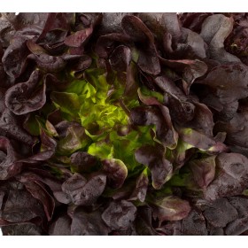 Laitue à couper salad bowl rouge  2