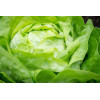Laitue Appia 
