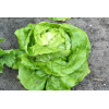 Laitue Appia 