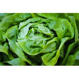 Laitue de printemps reine de mai  2