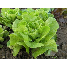 Laitue d'été du bon jardinier 