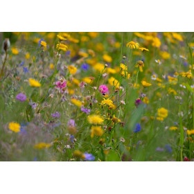 Graines de Laitue d'été grosse blonde paresseuse | Graines de Style 2