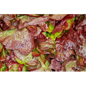 Laitue d'été merveille des 4 saisons 