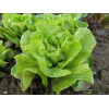 Laitue d'hiver merveille d'hiver 