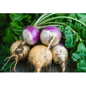 Melon hybride galia  2