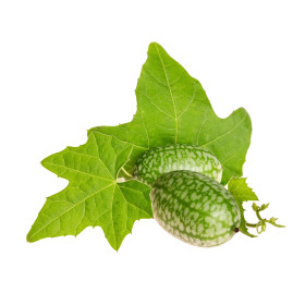 Melothria scabra " cucamelon" 