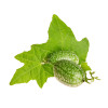 Melothria scabra " cucamelon" 