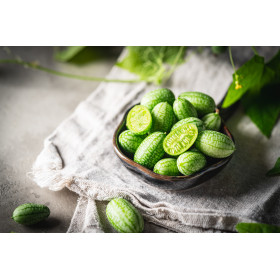 Melothria scabra " cucamelon"  2