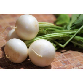 Navet blanc rond boule de neige  2