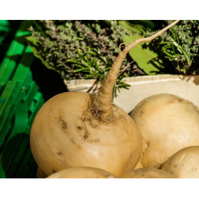 Navet jaune boule d'or  2