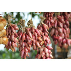 Oignon rouge long de Florence