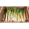 Poireau géant précoce 